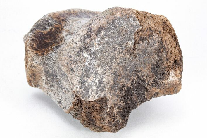 Fossil Hadrosaur (Edmontosaurus) Partial Vertebra - South Dakota #211302